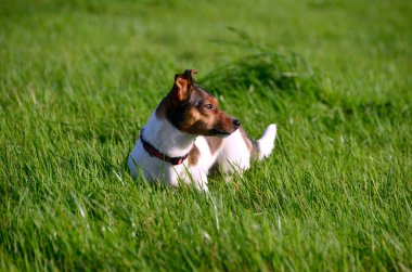 jack Russell terrier ayakta çim alanı