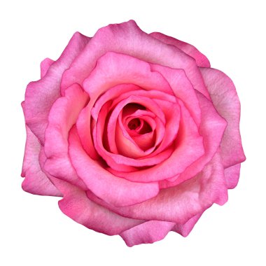 Pink Rose Flower Isolated on White Background clipart