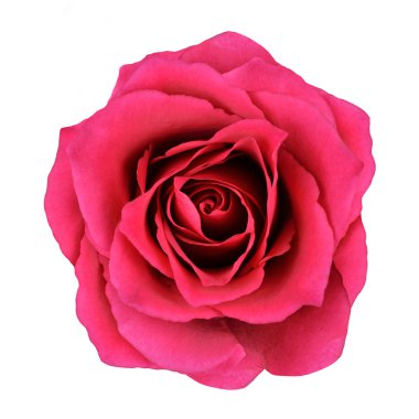 Red Rose Flower Isolated on White Background clipart