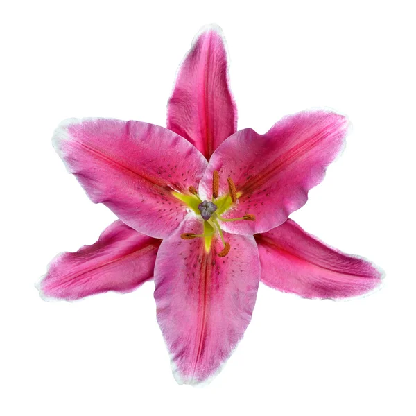 Nyitott rózsaszín liliom virág elszigetelt fehér background — Stock Fotó