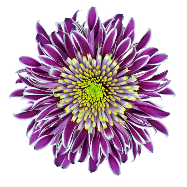 Flor de Chrysantemum púrpura con centro verde lima — Foto de Stock