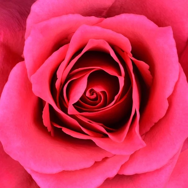 Крупный план в центре красивой красной розы — стоковое фото