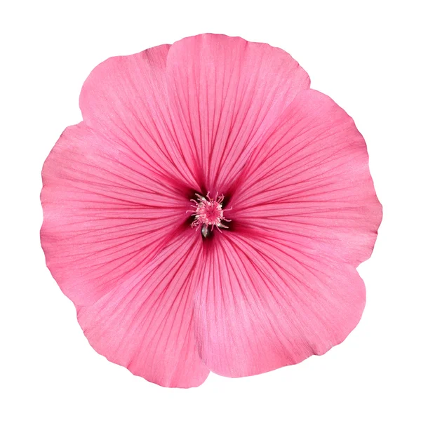 Roze bloem met ronde bloemblaadjes zoals petunia — Stockfoto