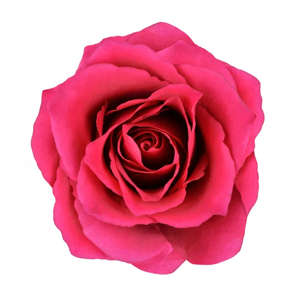 Rode roos bloem geïsoleerd op witte achtergrond Stockfoto