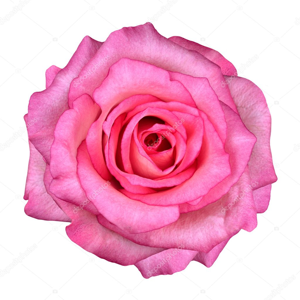 Pink Rose Flower Isolated on White Background