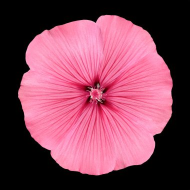 Pink Flower with Round Petals like Petunia Isolated clipart