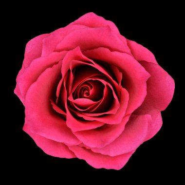 Burgundy Red Rose Isolated on Black clipart