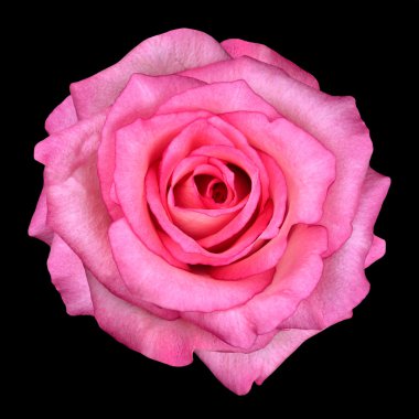 Macro of Pink Rose Isolated on Black clipart