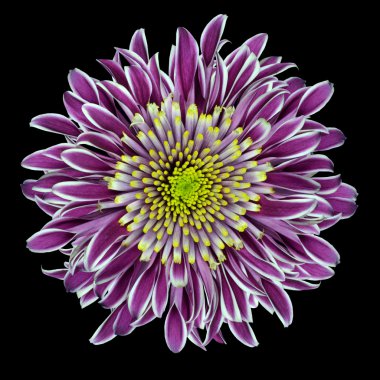 Purple Chrysanthemum Flower Isolated on White clipart