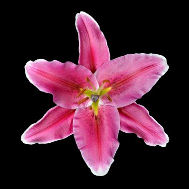 Pink Lily Flower Isolated on Black Background clipart