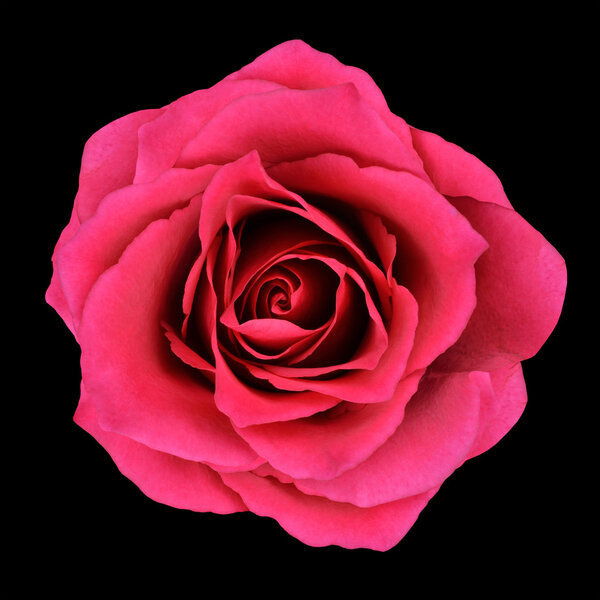 Burgundy Red Rose Isolated on Black Background