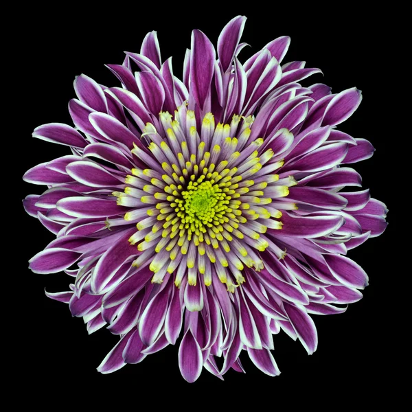 Chryzantema fioletowy kwiat na białym tle — Zdjęcie stockowe