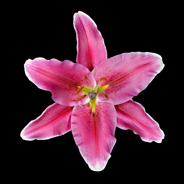 Pink lily květina izolovaných na černém pozadí — Stock fotografie