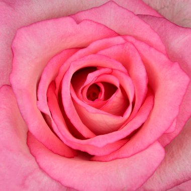 Square Macro of Beautiful Pink Rose clipart