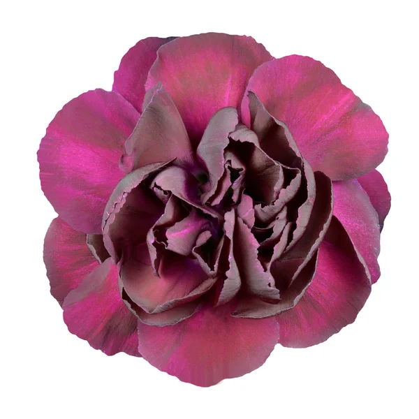 stock image Dark Purple Carnation Flower Isolated on White