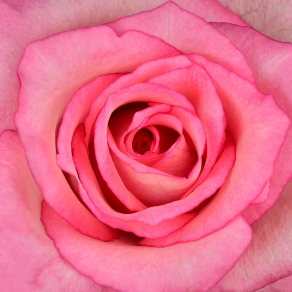 Macro Carrée de Belle Rose Rose — Photo