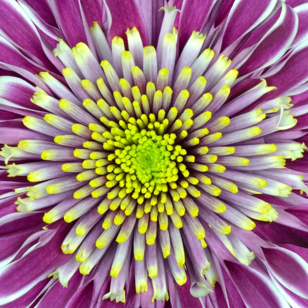Fleur de chrysanthème pourpre avec centre de chaux — Photo