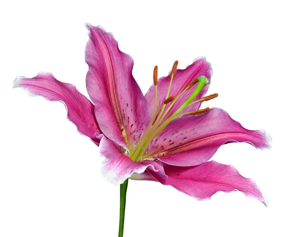 Pink lily květina na zelenou tyč, izolované — Stock fotografie