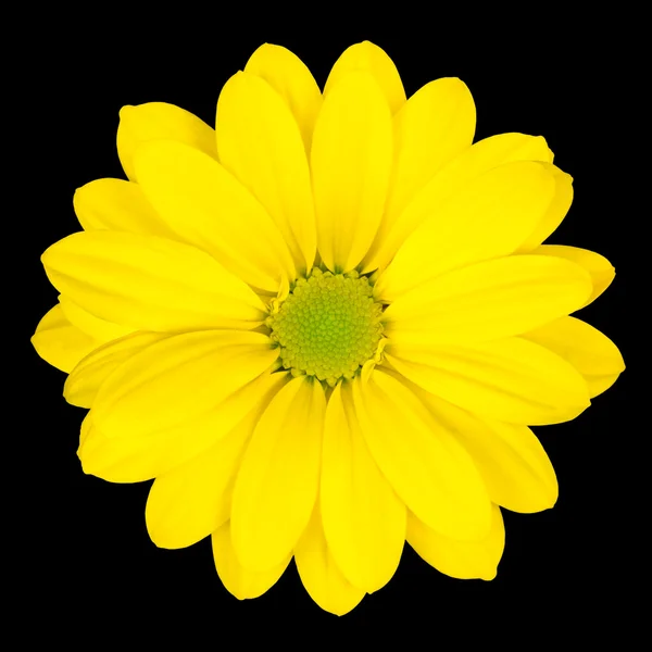 Gelbe Gänseblümchenblümchen mit grüner Mitte isoliert — Stockfoto