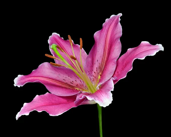 Blossoming Pink Lily Flower Isolated on Black — Stock Photo, Image
