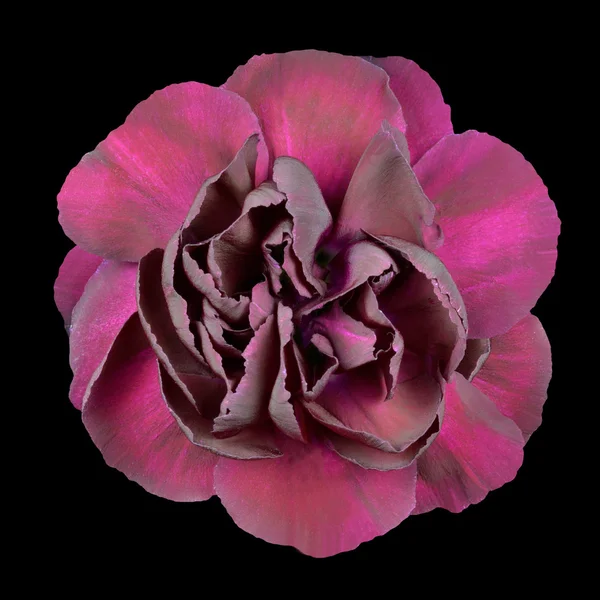Donkere paarse carnation bloem geïsoleerd op zwart — Stockfoto