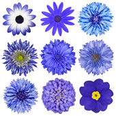Various Blue Flowers Selection Isolated on White
