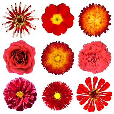 Collection of Red Flowers Isolated on White clipart