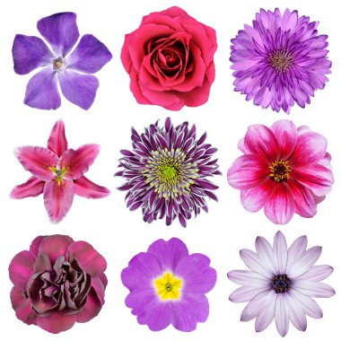 Various Pink, Purple, Red Flowers Isolated on White clipart