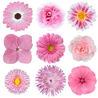 Collection of Pink White Flowers Isolated on White