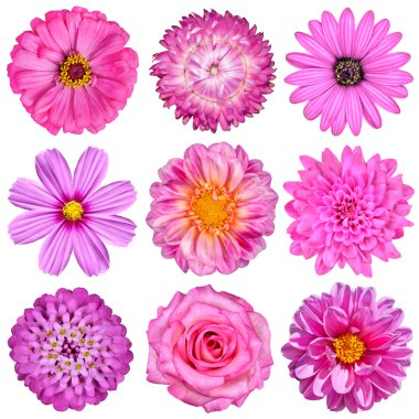 Selection of Pink White Flowers Isolated on White clipart