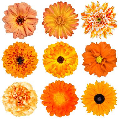 Selection of Orange Flowers Isolated on White clipart