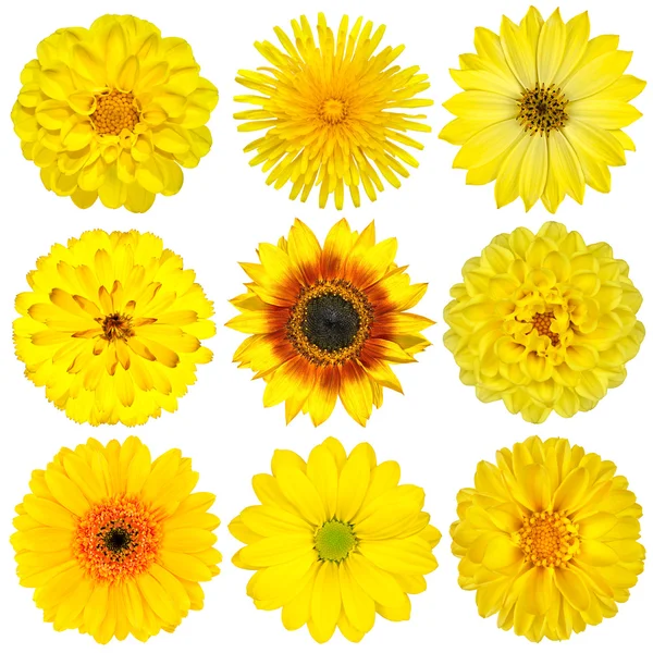 Collectie van gele bloemen geïsoleerd op wit — Stockfoto