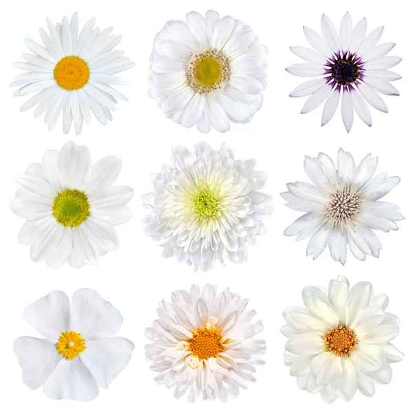 Varie selezione di fiori bianchi isolati — Foto Stock