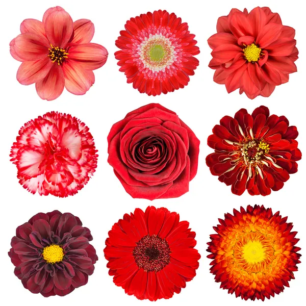 Selectie van rode bloemen geïsoleerd op wit — Stockfoto
