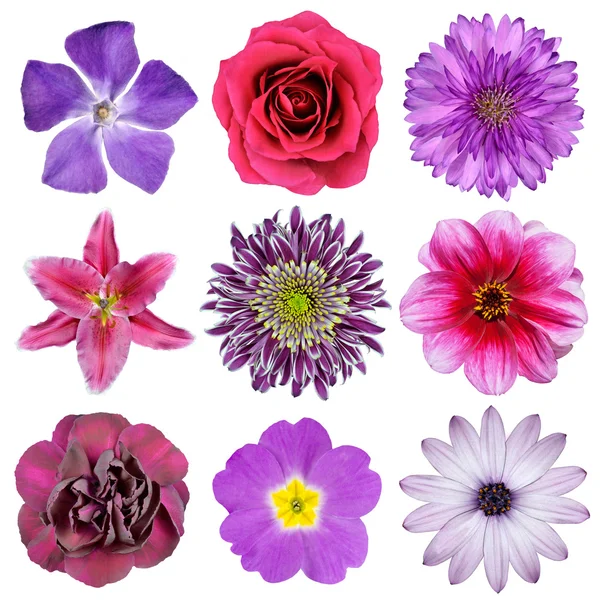 白で隔離される様々 なピンク、紫色、赤い花 — ストック写真