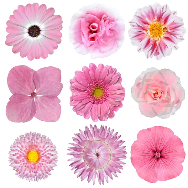 Collection of Pink White Flowers Isolated on White — Stock Photo, Image