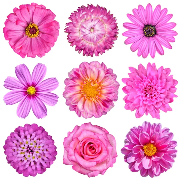 Selection of Pink White Flowers Isolated on White