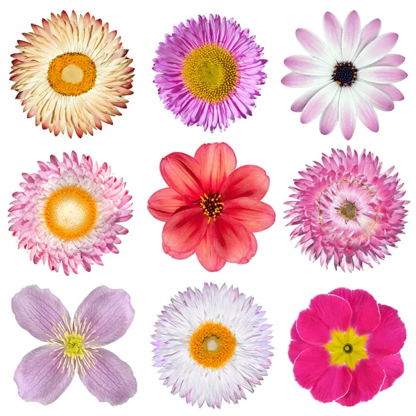 Various Pink, Red, White Flowers Isolated on White — Stock Photo, Image