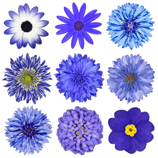 Verschillende blauwe bloemen selectie geïsoleerd op wit Stockfoto