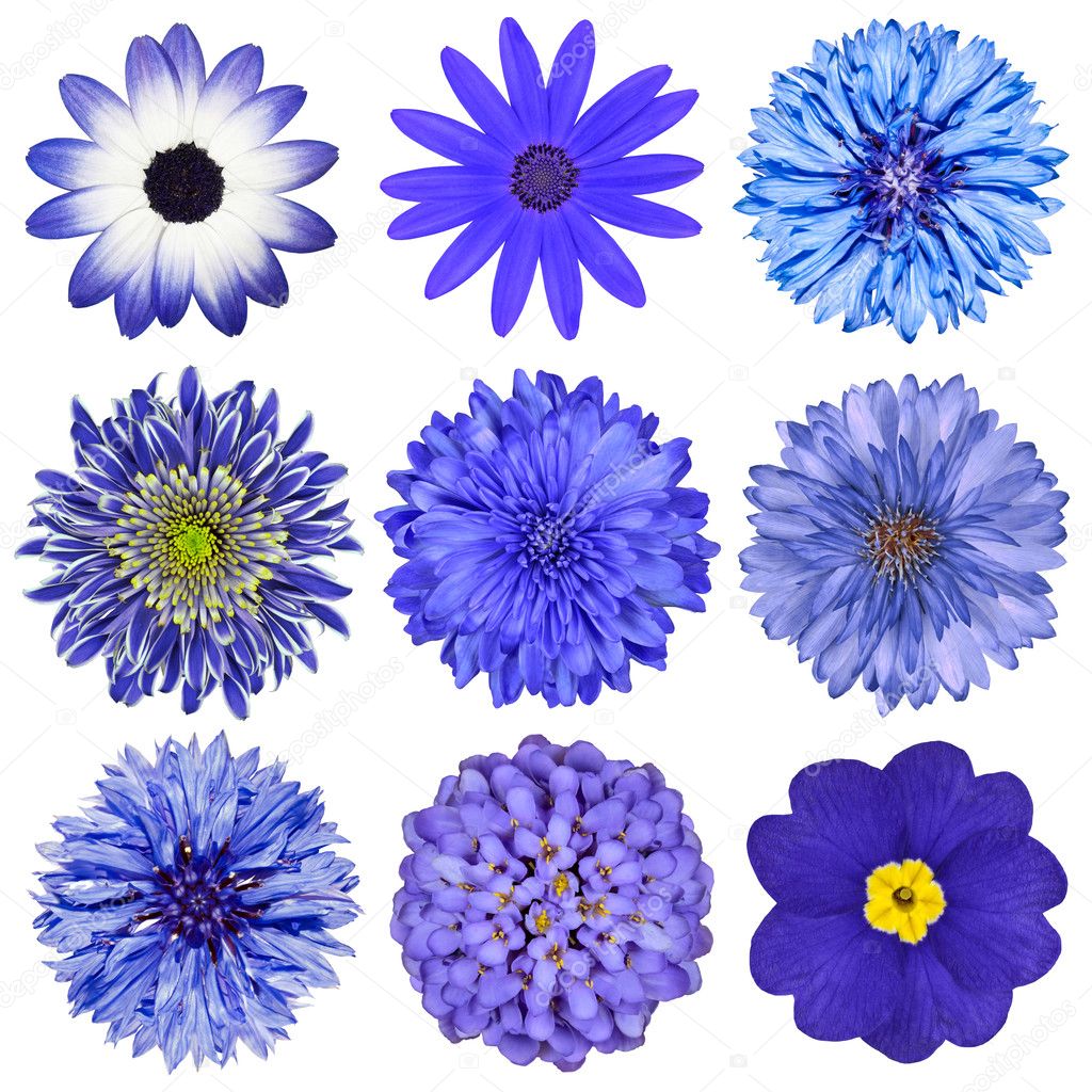 Flores azules y blancas fotos de stock, imágenes de Flores azules y blancas  sin royalties | Depositphotos