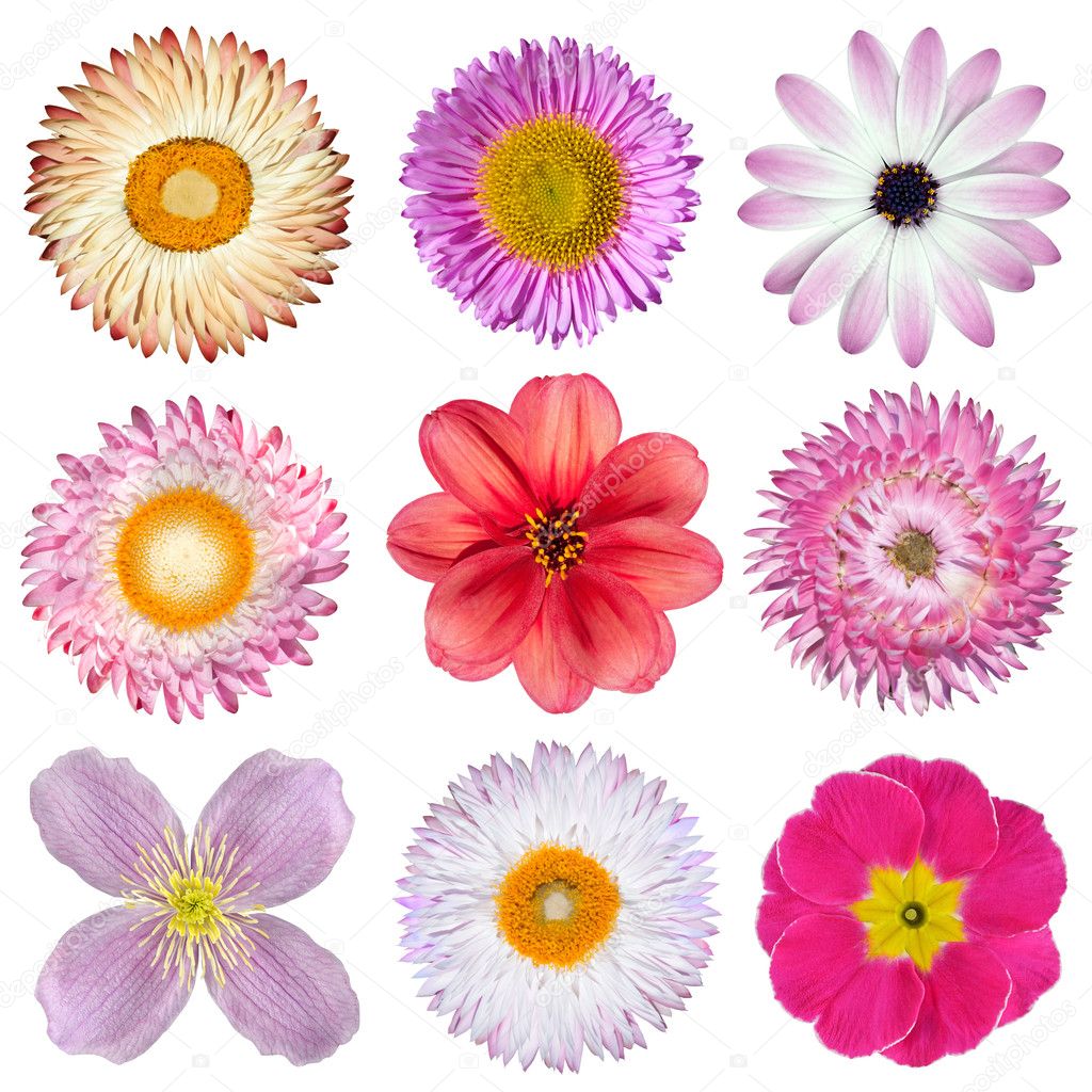 Various Pink, Red, White Flowers Isolated on White