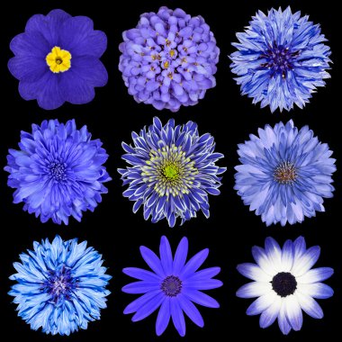 Selection Blue Flowers Selection Isolated on Black clipart