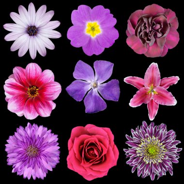 Various Pink, Purple, Red Flowers Isolated on Black clipart