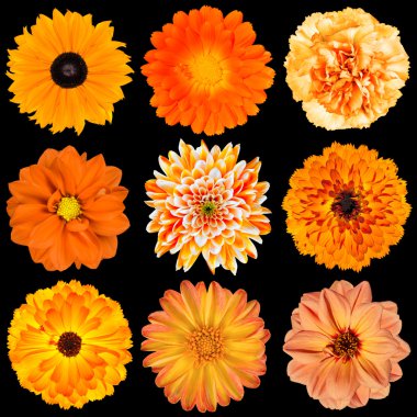 Selection of Various Orange Flowers Isolated on Black clipart