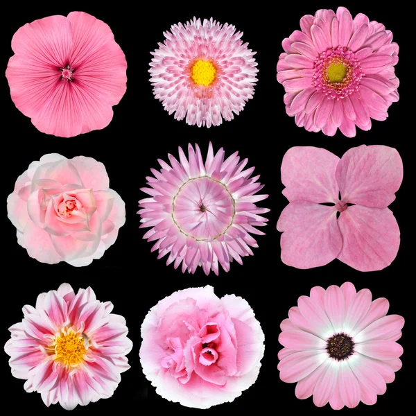 Coleção de flores brancas rosa isoladas em preto — Fotografia de Stock