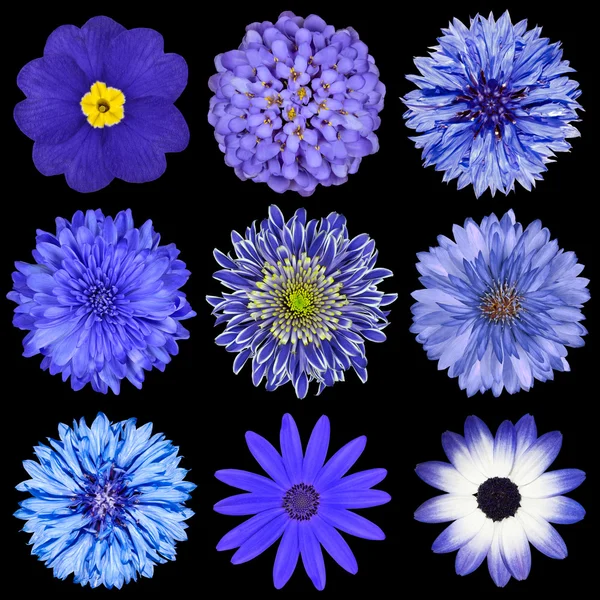 Wybór wyboru niebieskie kwiaty na czarnym tle — Zdjęcie stockowe