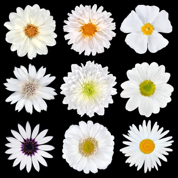 Olika urval av vita blommor isolerade på svart — Stockfoto