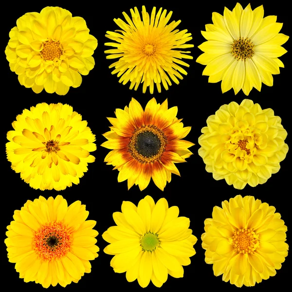 Selectie van gele bloemen geïsoleerd op zwart — Stockfoto