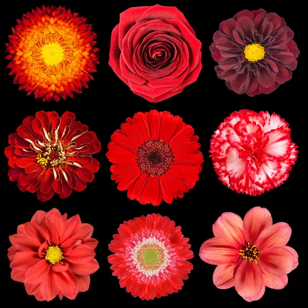 Siyah üzerine izole çeşitli kırmızı çiçekler seçimi — Stok fotoğraf