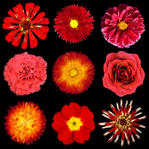 Συλλογή από κόκκινα λουλούδια που απομονώνονται σε μαύρο φόντο — Φωτογραφία Αρχείου